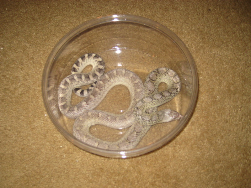 Bull snake morph
