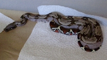 Third male from Mike E's Psycho Peek litter