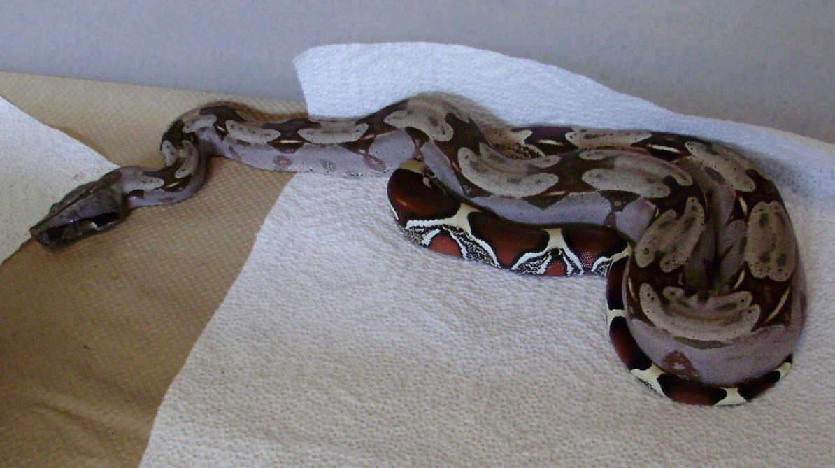Third male from Mike E's Psycho Peek litter