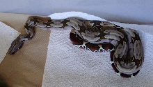 Third male from Mike E's psycho peak litter from above