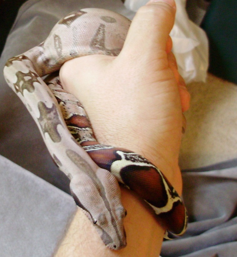 Rose litter female a