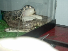 Gertie the Gopher laying her clutch