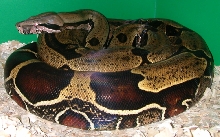 Derek's photo of female Guyanan
