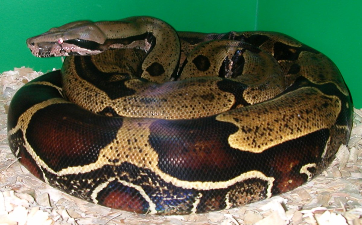Derek's photo of female Guyanan
