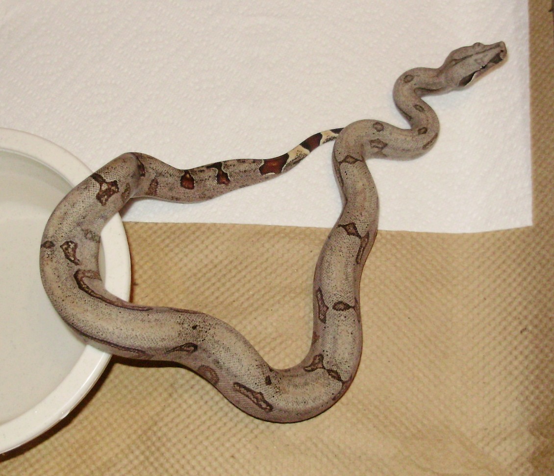 07 Miller male b