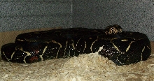 Black Peruvian Female