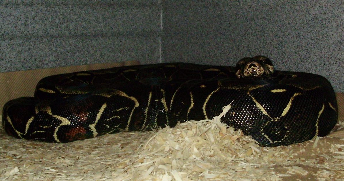 Black Peruvian Female