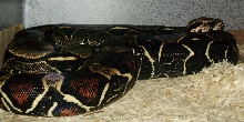 Black Female Peruvian 2
