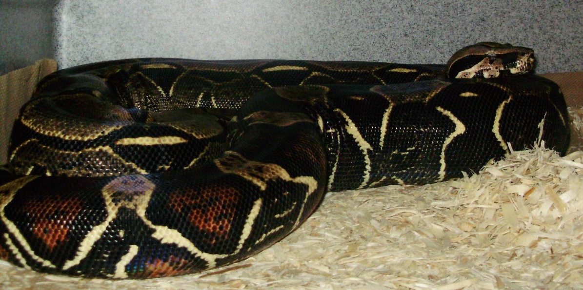 Black Female Peruvian 2