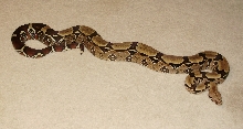Male Surinam Proven Breeder a