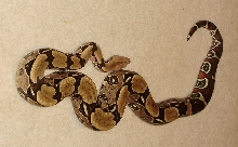 Male Proven Breeder Surinam b