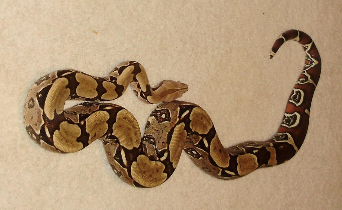 Male Proven Breeder Surinam b