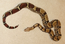 Proven breeder male suriman c