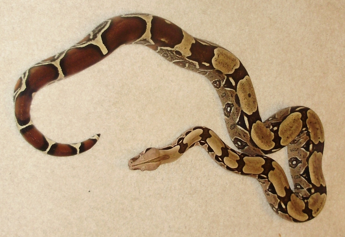Proven breeder male suriman c