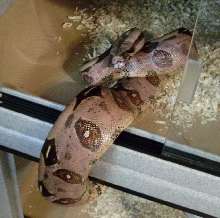 Red WC female 2