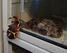 Red WC female 3
