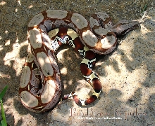 WC Pastel Hypo Surinames Female A - bought from Gus R