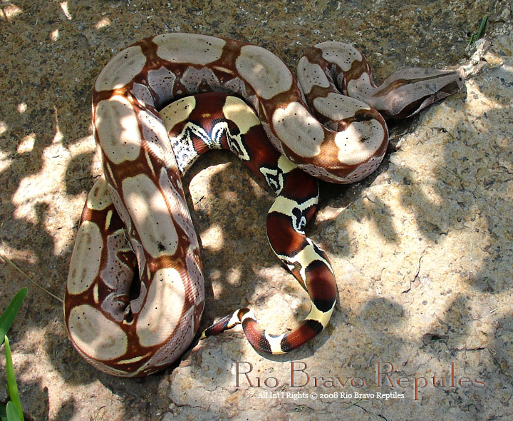 WC Pastel Hypo Surinames Female A - bought from Gus R