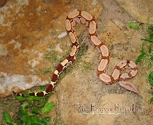 WC Pastel Hypo Surinam Female A1bought from Gus R.