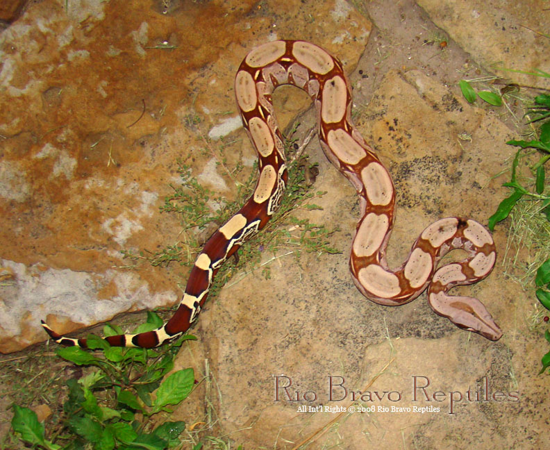 WC Pastel Hypo Surinam Female A1bought from Gus R.