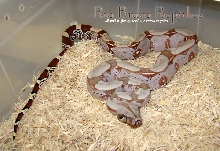 WC Pastel Hypo Surinam Female B bought from Gus R.
