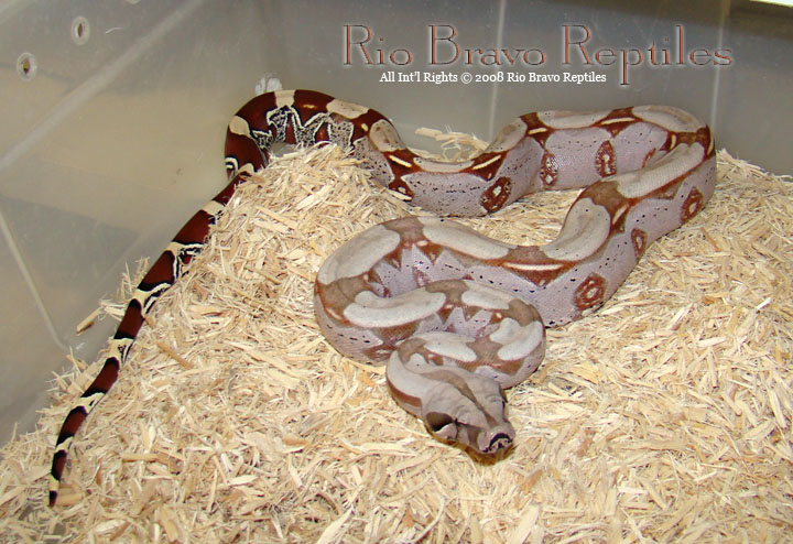 WC Pastel Hypo Surinam Female B bought from Gus R.