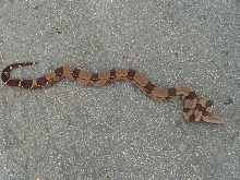 Red WC female 1