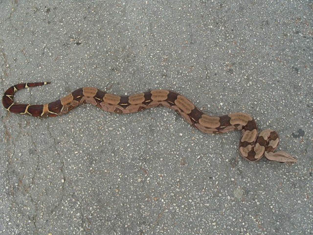 Red WC female 1