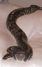 Lilith