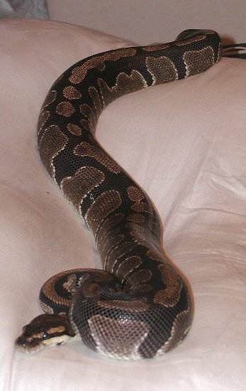 Lilith