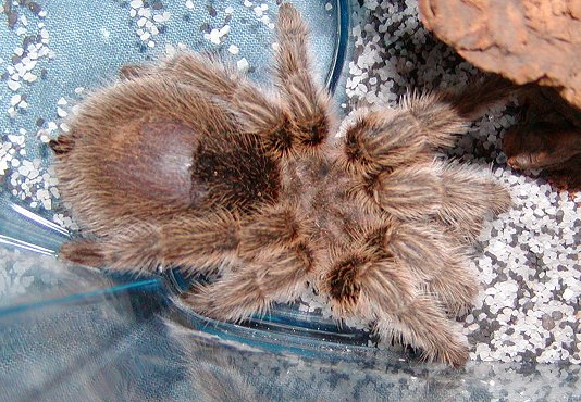 Shelob