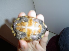 Bottom View