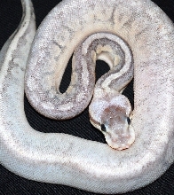 male