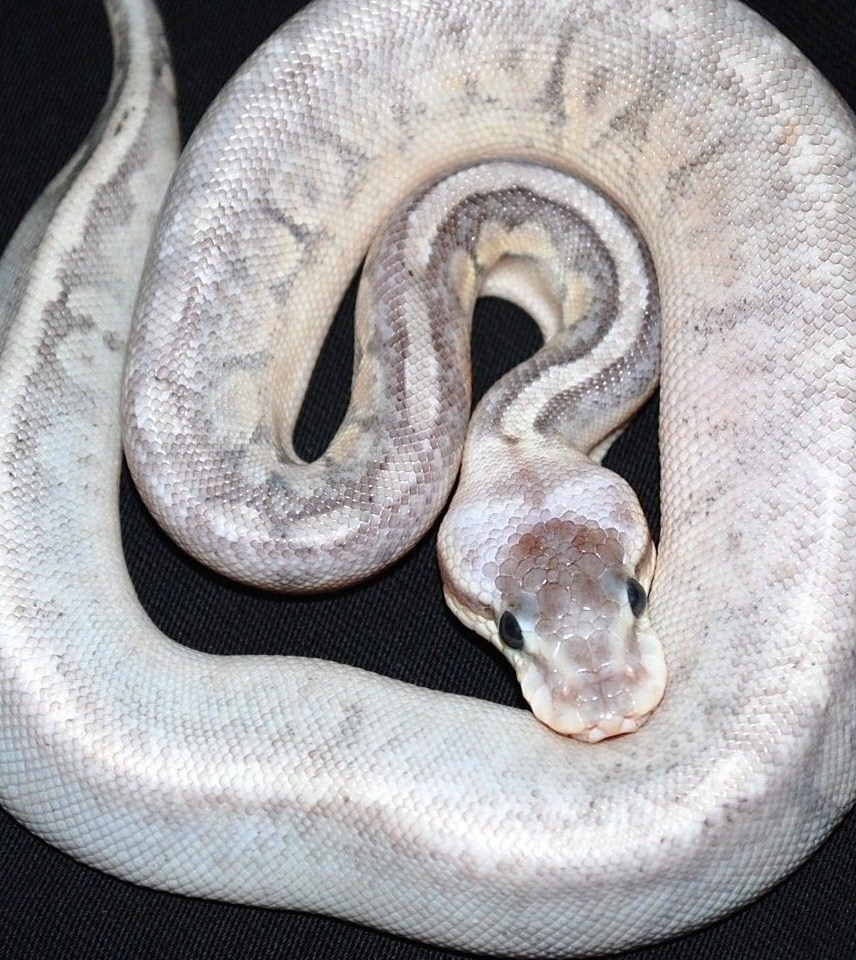 male