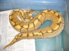 2005SpiderFemale2500grams