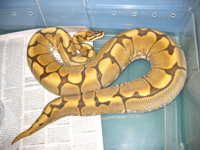 2005SpiderFemale2500grams