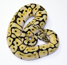 2007Bee450grams
