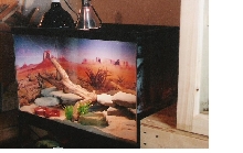 Leopard Gecko Vivarium (29 gallon)