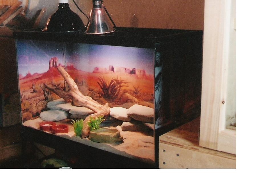 Leopard Gecko Vivarium (29 gallon)