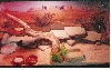 Another shot of Zubi's home