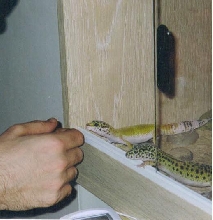 escape
