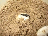 Baby Spotted Turtle Hatching