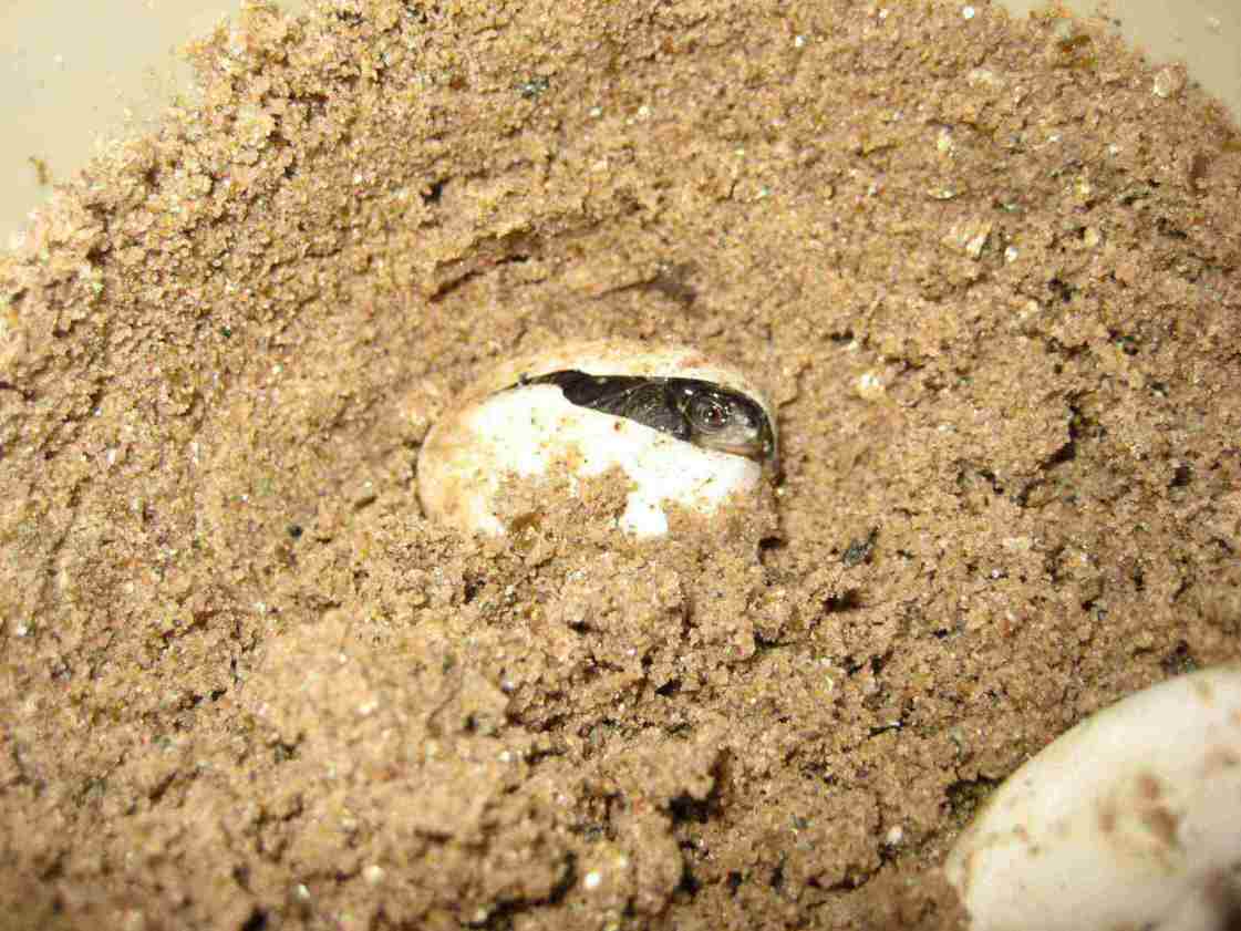 Baby Spotted Turtle Hatching