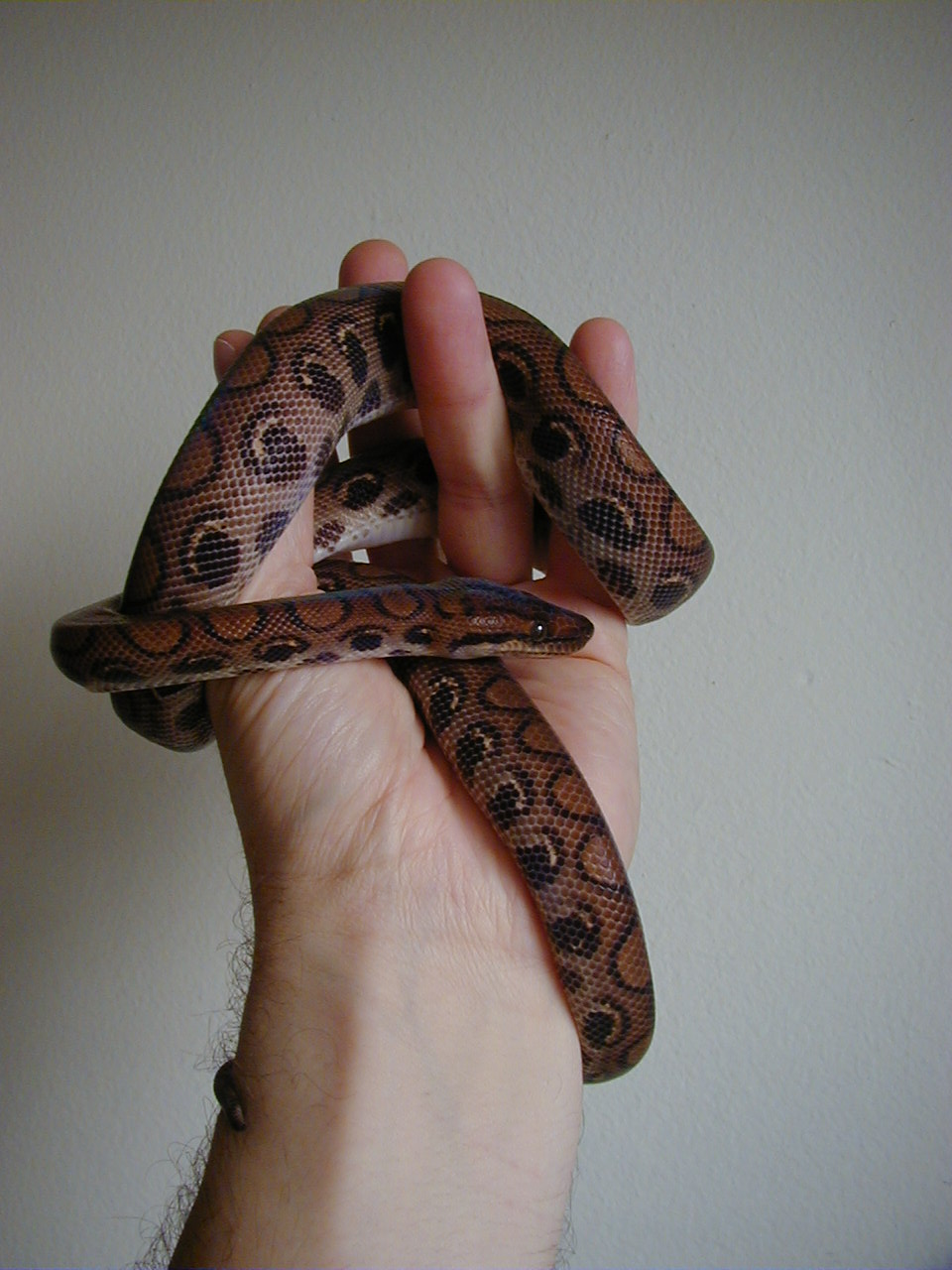 Astrid, .1 BRB Subadult - Jeff Clark stock