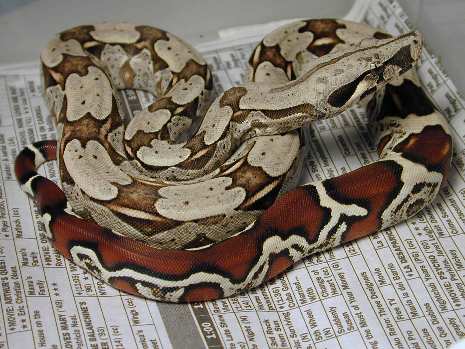 Holdback Brazilian BCC