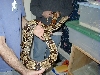 Adult Female Brazilian Redtail BCC