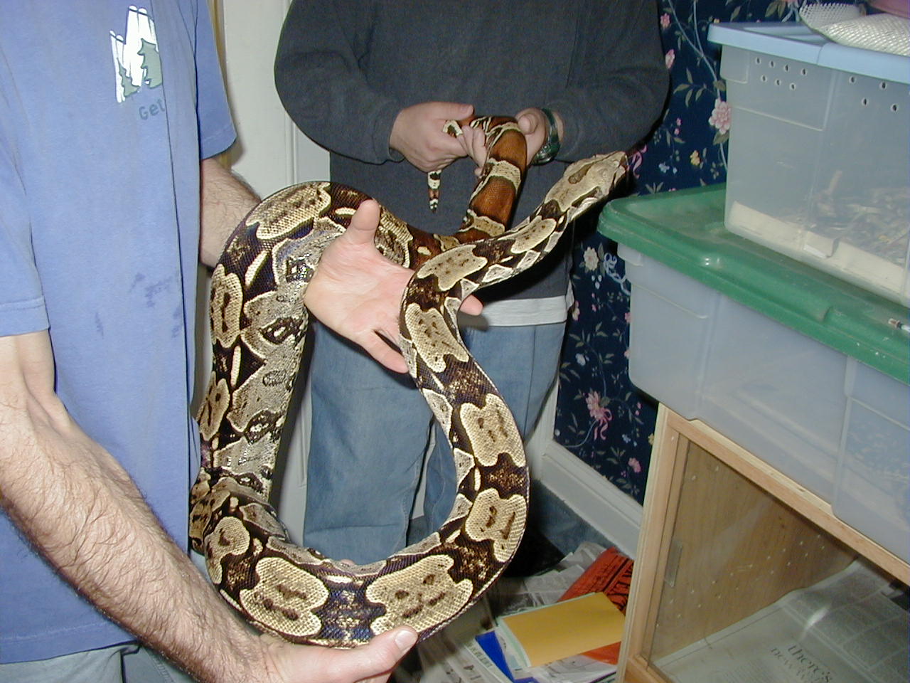 Adult Female Brazilian Redtail BCC