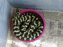 Jay McLear's Jungle Carpet Python