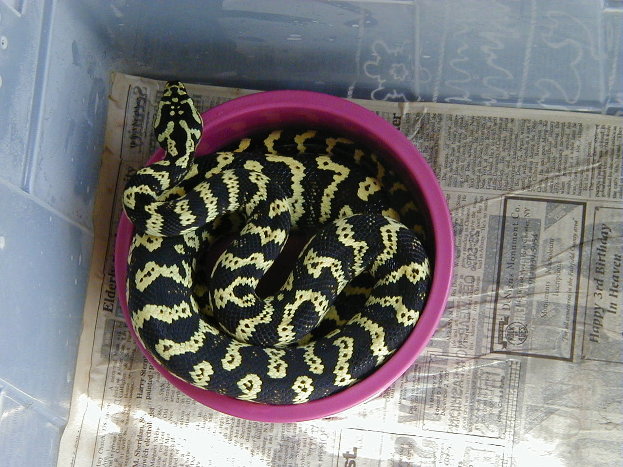Jay McLear's Jungle Carpet Python
