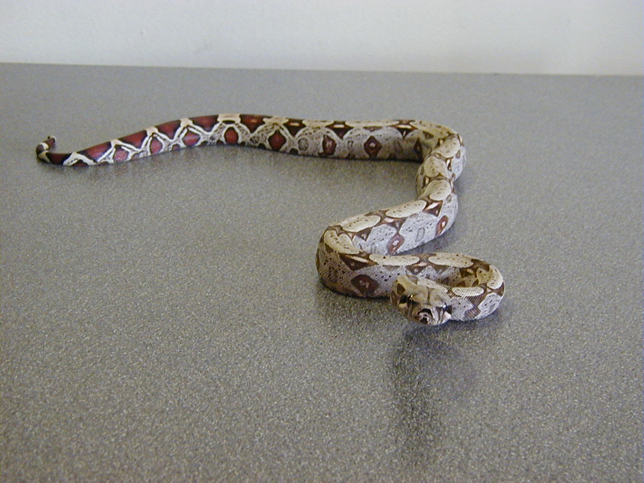 Female Brazilian BCC Redtail